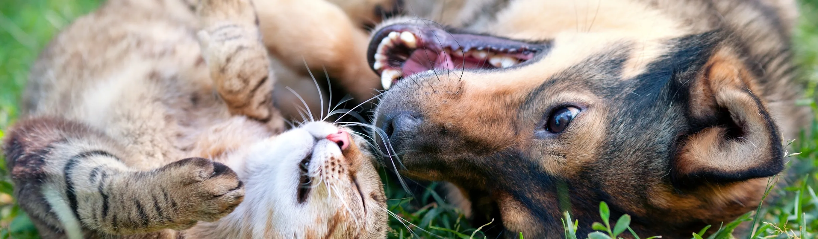 A dog and cat laying on their backs in grass next to each other