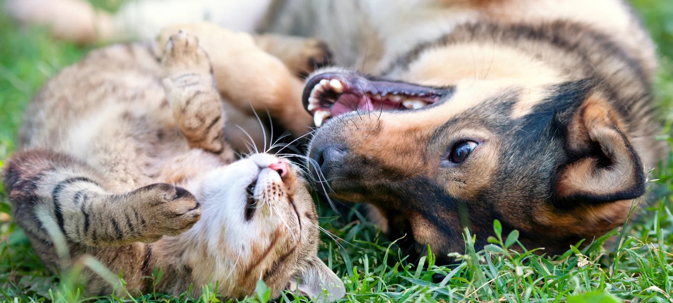 A dog and cat laying on their backs in grass next to each other