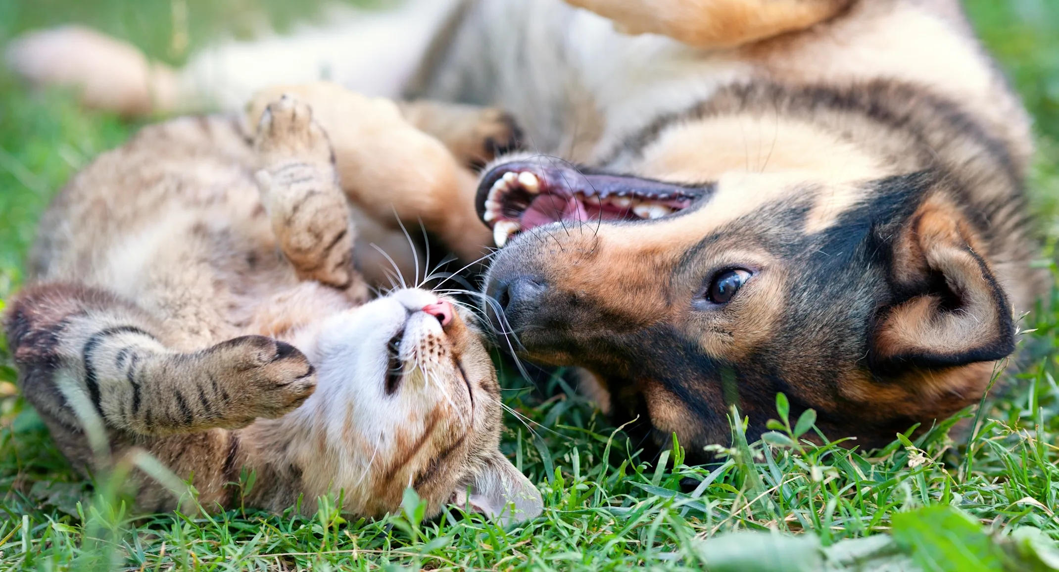A dog and cat laying on their backs in grass next to each other A dog and cat laying on their backs in grass next to each other