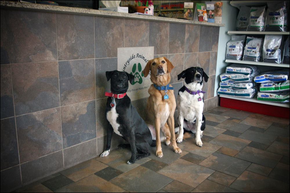 dogs sitting in waiting room