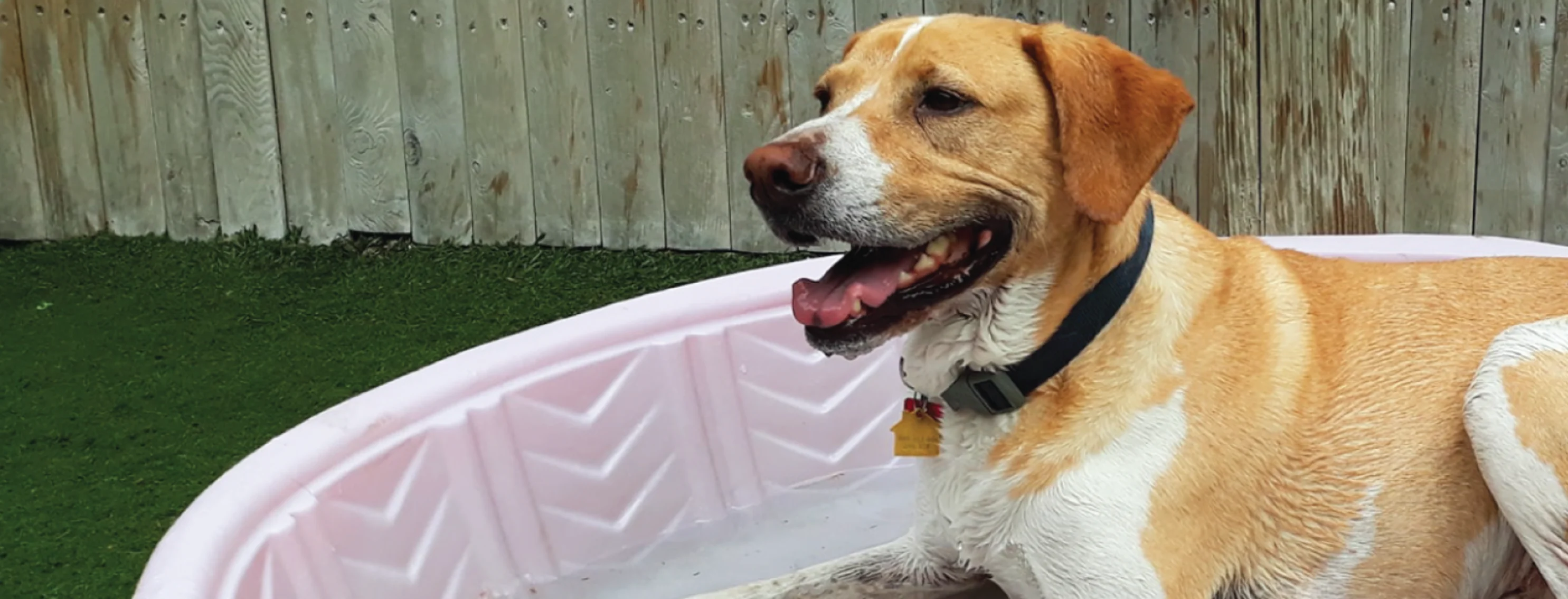 Dog sitting in pool