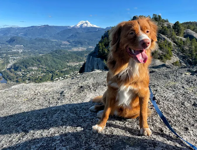 Pippin, a happy brown dog Pippin, a happy brown dog