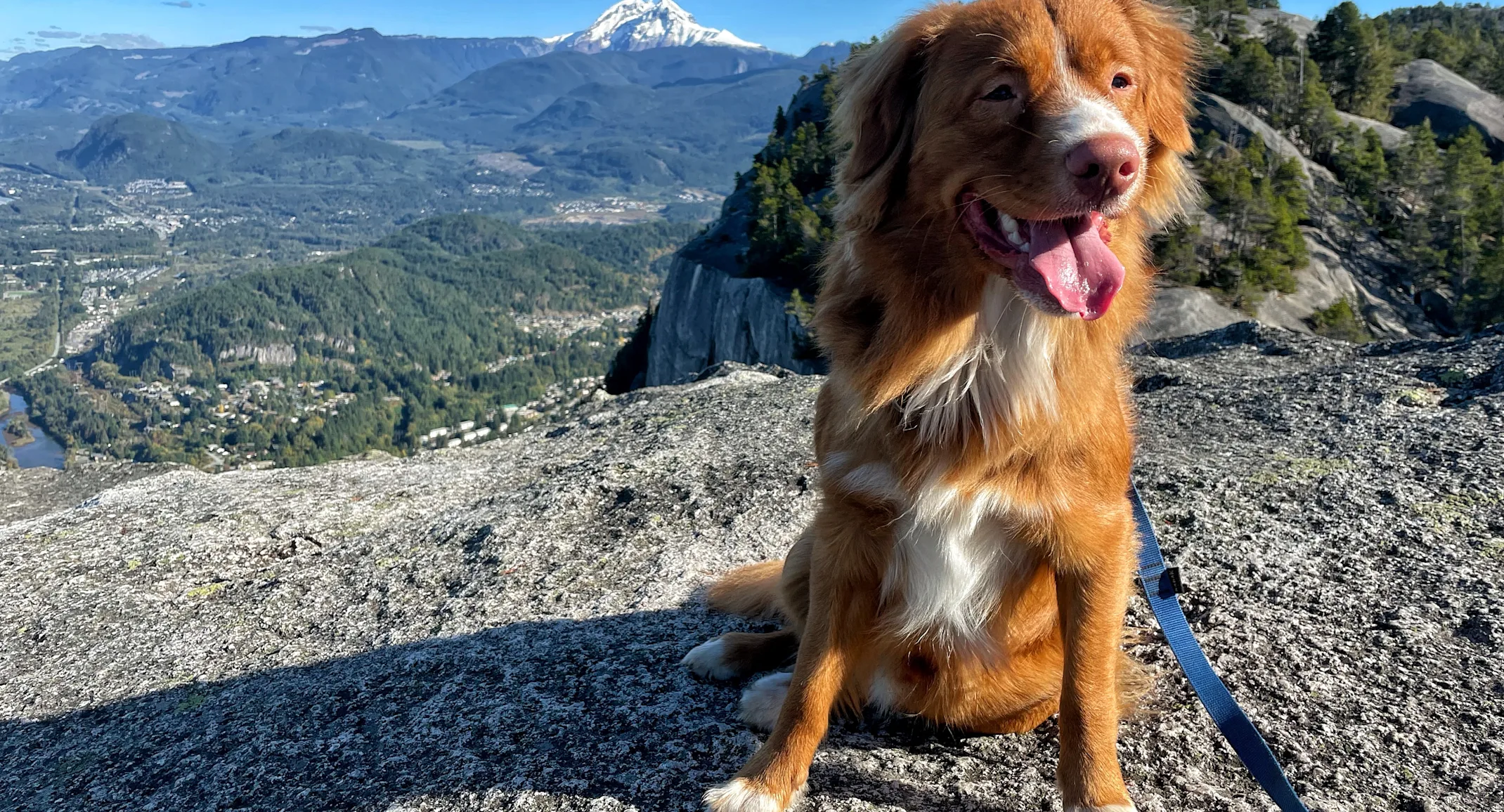 Pippin, a happy brown dog Pippin, a happy brown dog