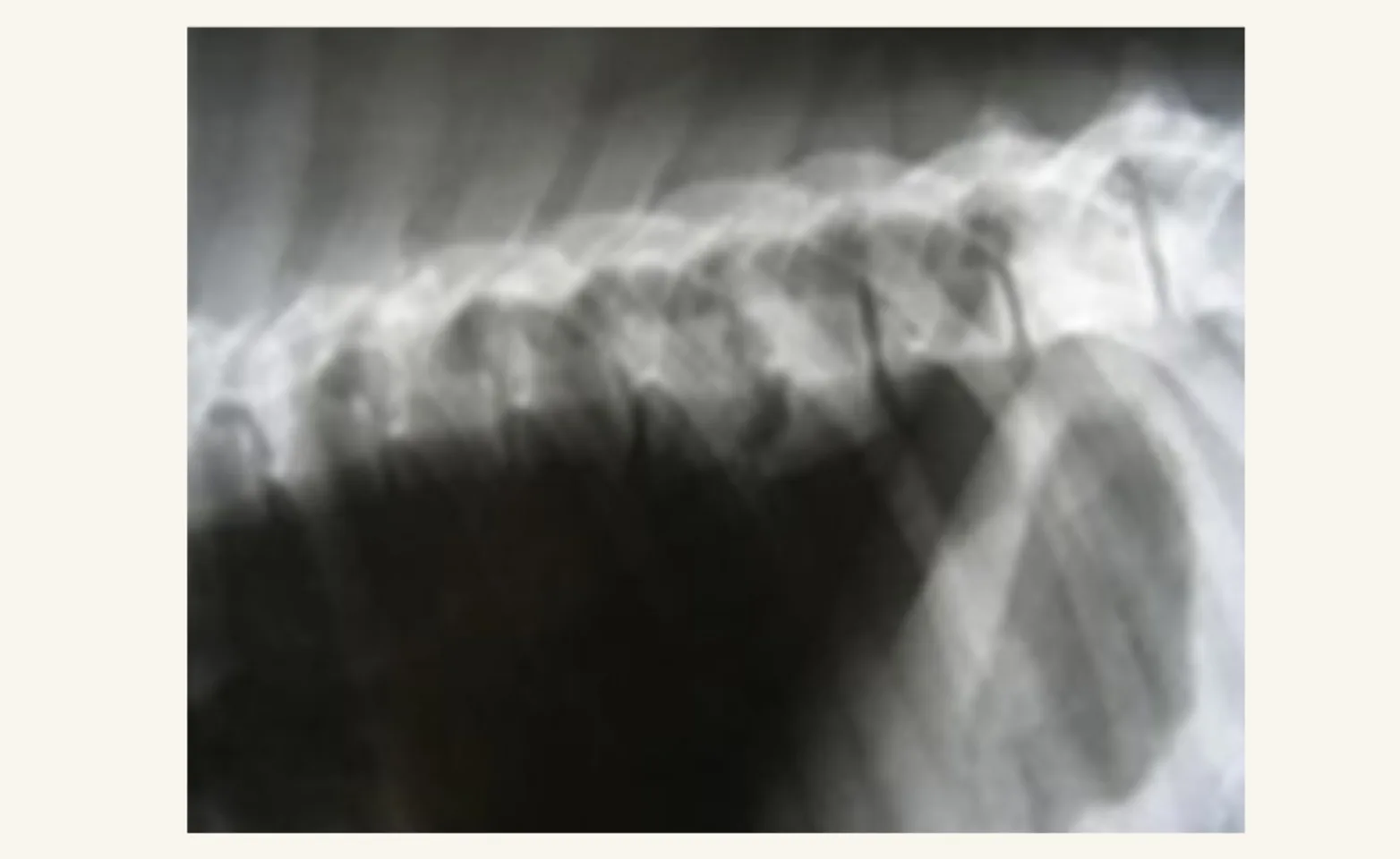 X-ray of a dog's spine X-ray of a dog's spine