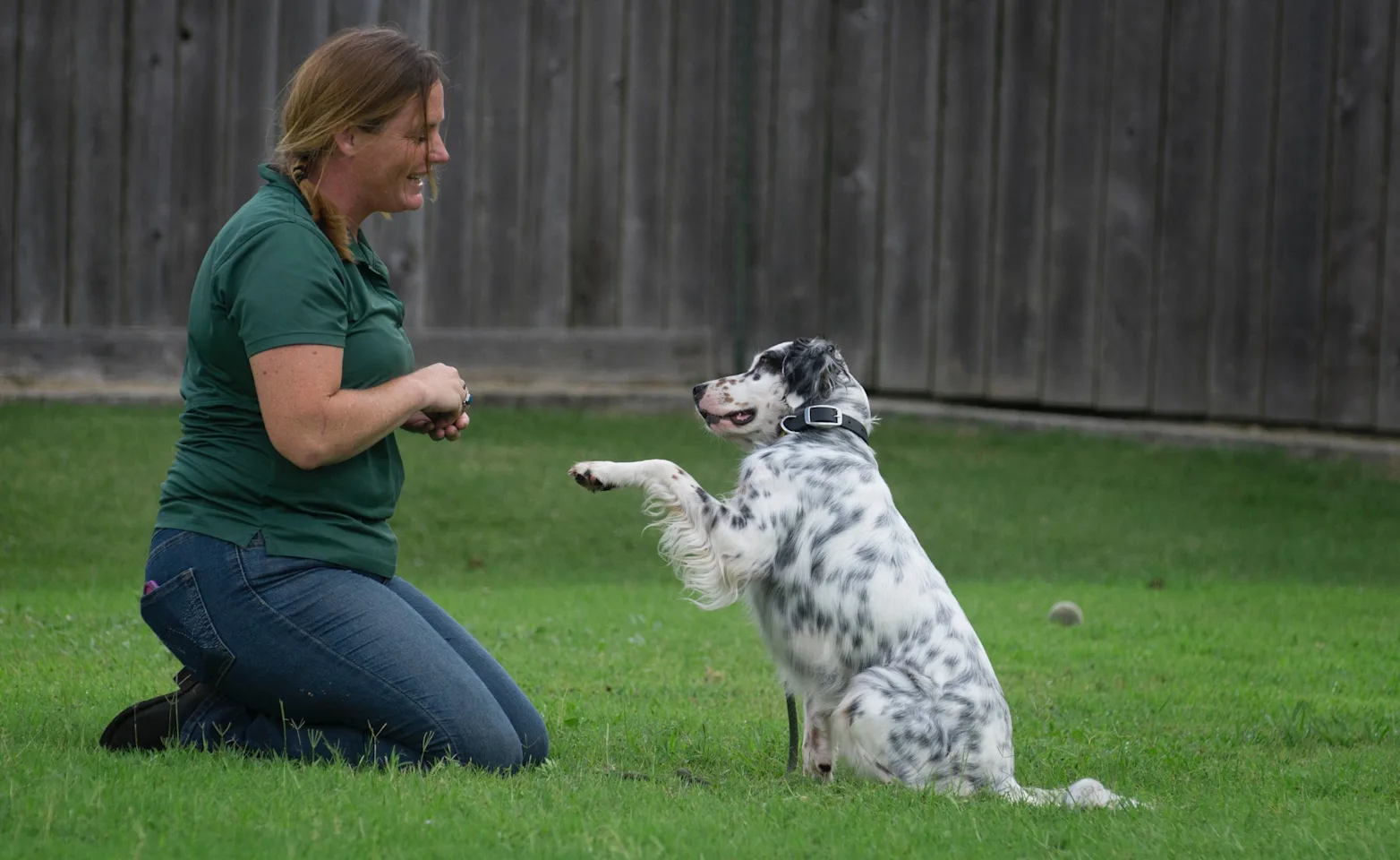 Staff training dog at Rover Oaks Pet Resort Staff training dog at Rover Oaks Pet Resort