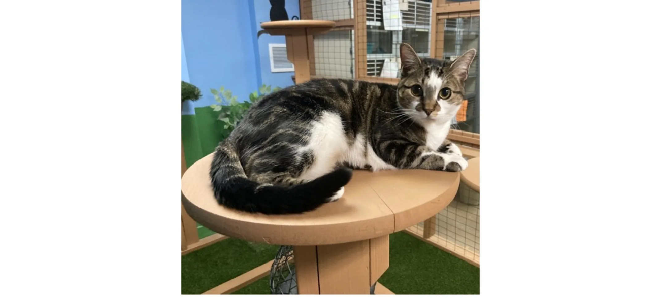 Cat laying down in the jungle gym Cat laying down in the jungle gym