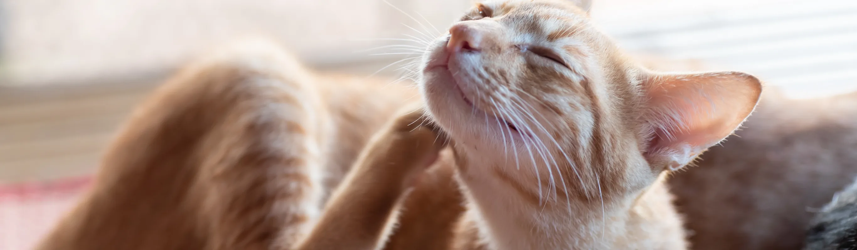 Cat scratching its face with its hind leg Cat scratching its face with its hind leg