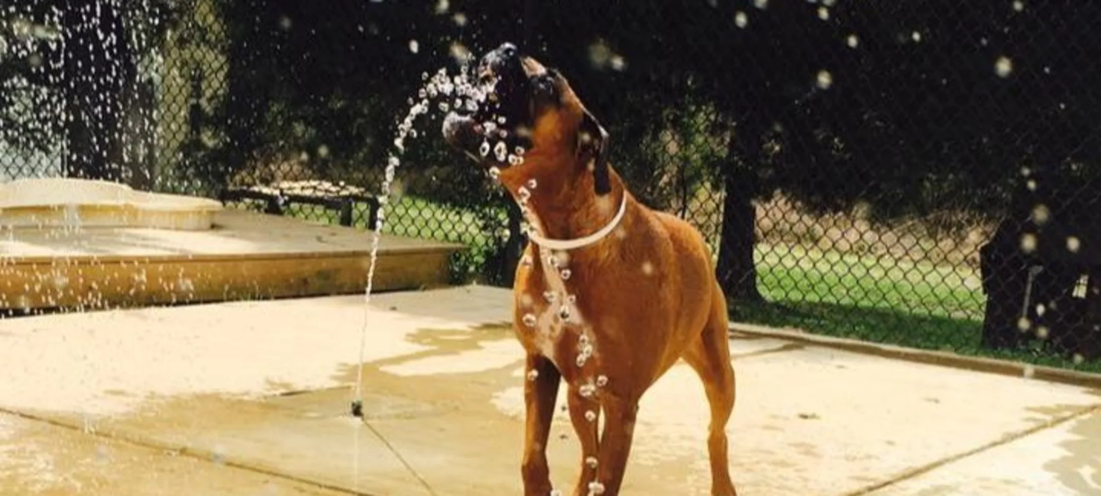 Happy dog playing outside with a water hose splashing around.