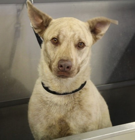Dog about to be bathed