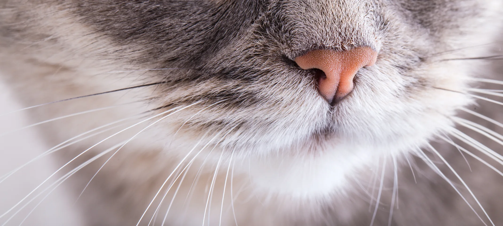 CAT - NOSE