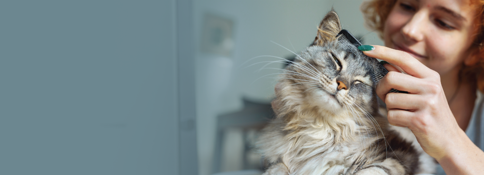 Gray Cat Getting Groomed