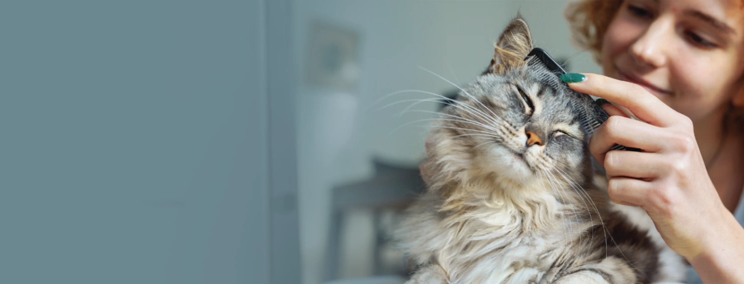 Gray Cat Getting Groomed Gray Cat Getting Groomed