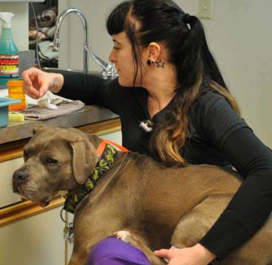 Staff member helping a dog with meds