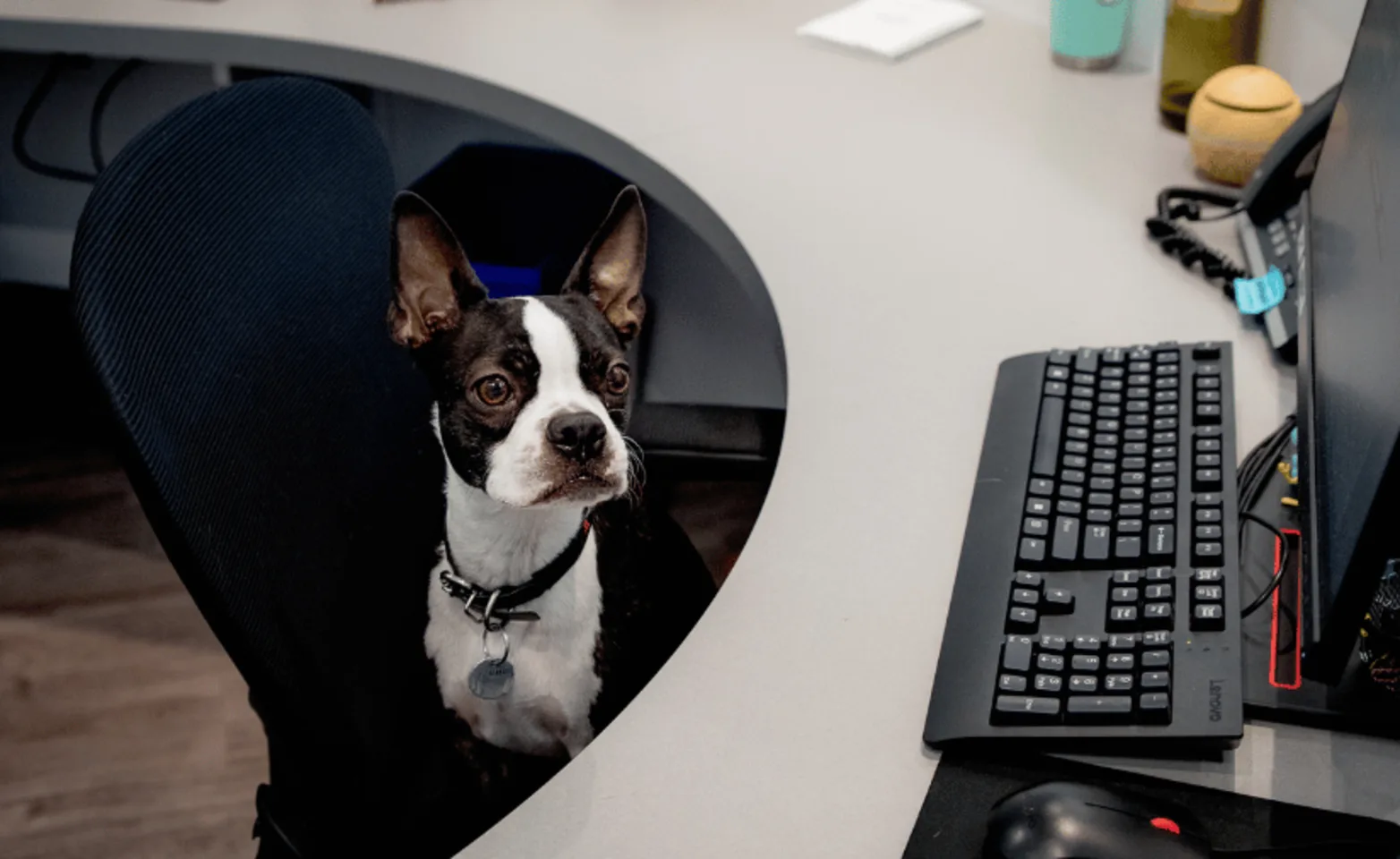 A dog sitting at the computer A dog sitting at the computer