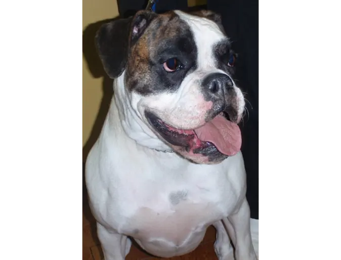 Isis's mouth post electrical burn Isis's mouth post electrical burn