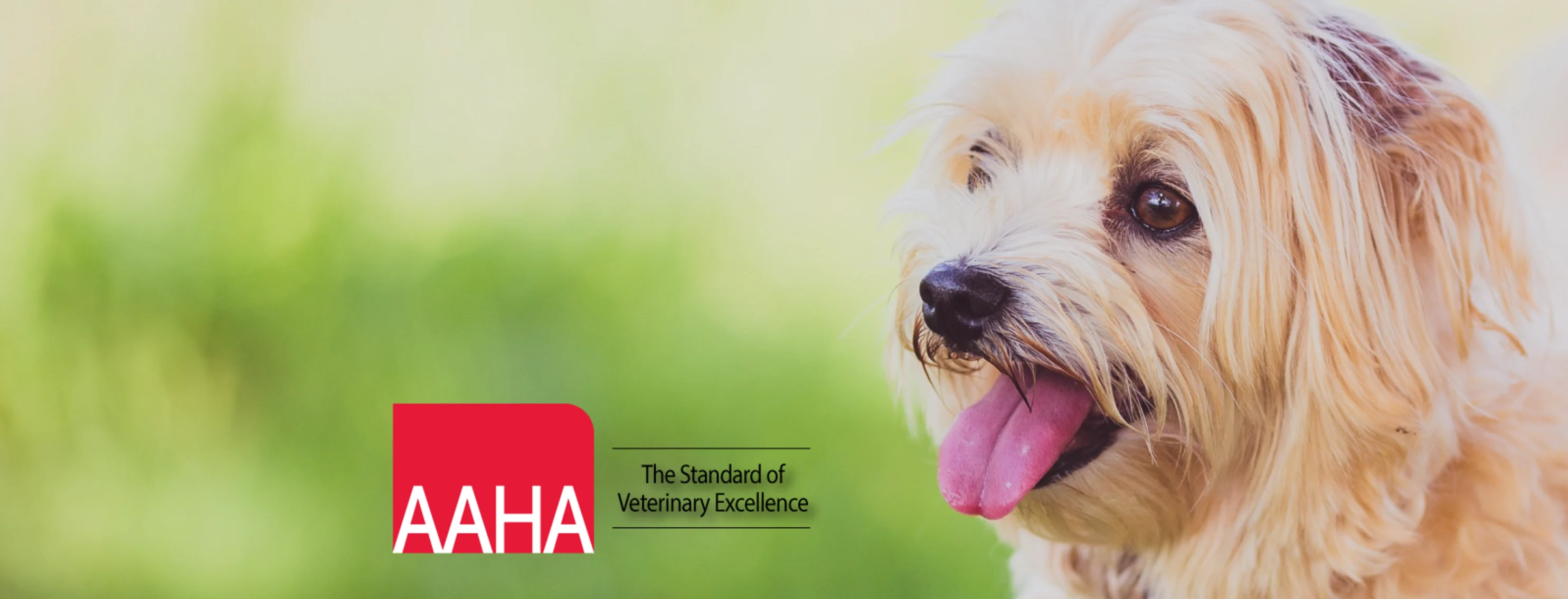 dog standing in grass with tongue out dog standing in grass with tongue out