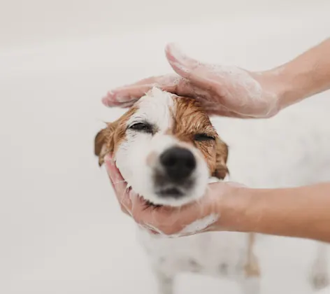 Dog getting bathed Dog getting bathed