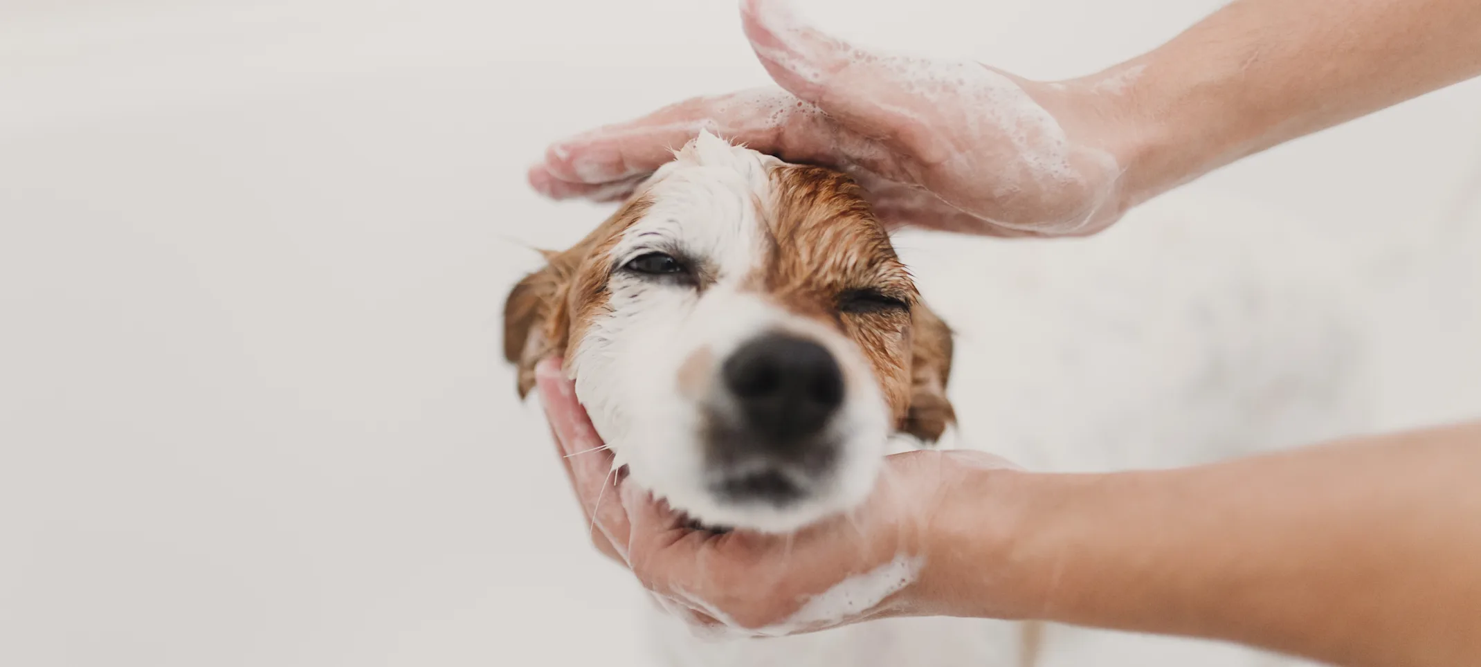 Dog getting bathed Dog getting bathed