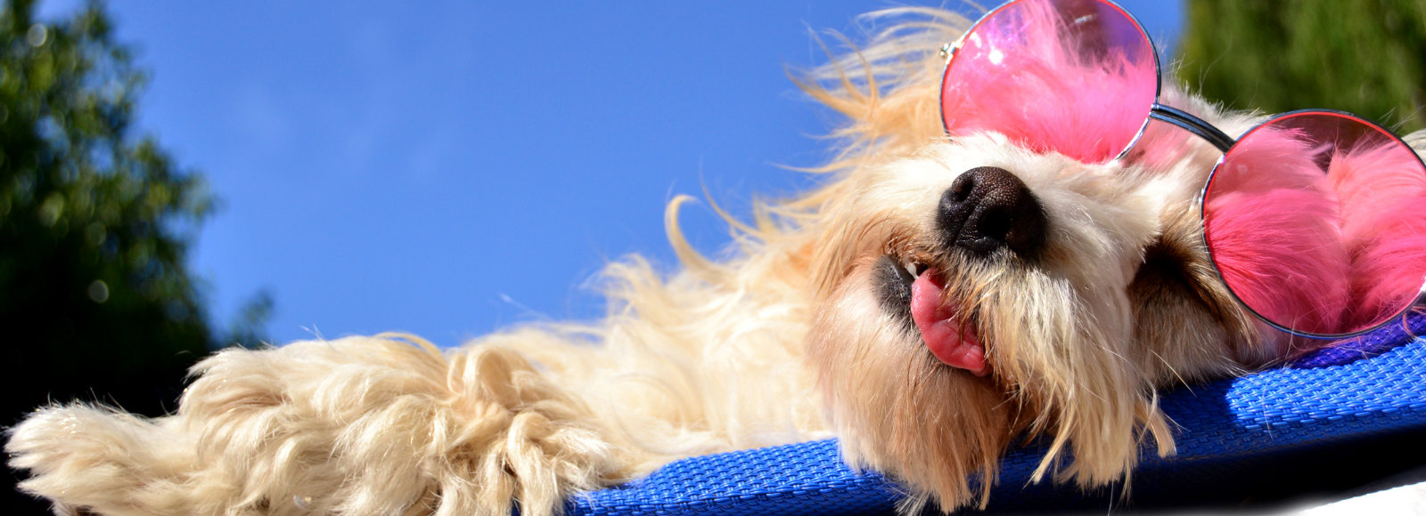 Fluffy cream colored dog laying on a blue pad with pink sunglasses on 