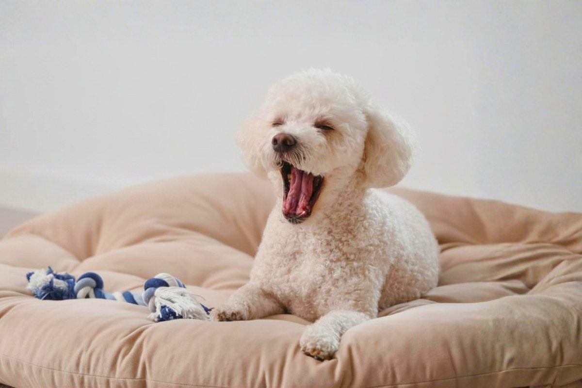 Little White Dog Yawning