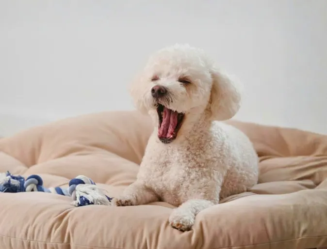 Little White Dog Yawning Little White Dog Yawning