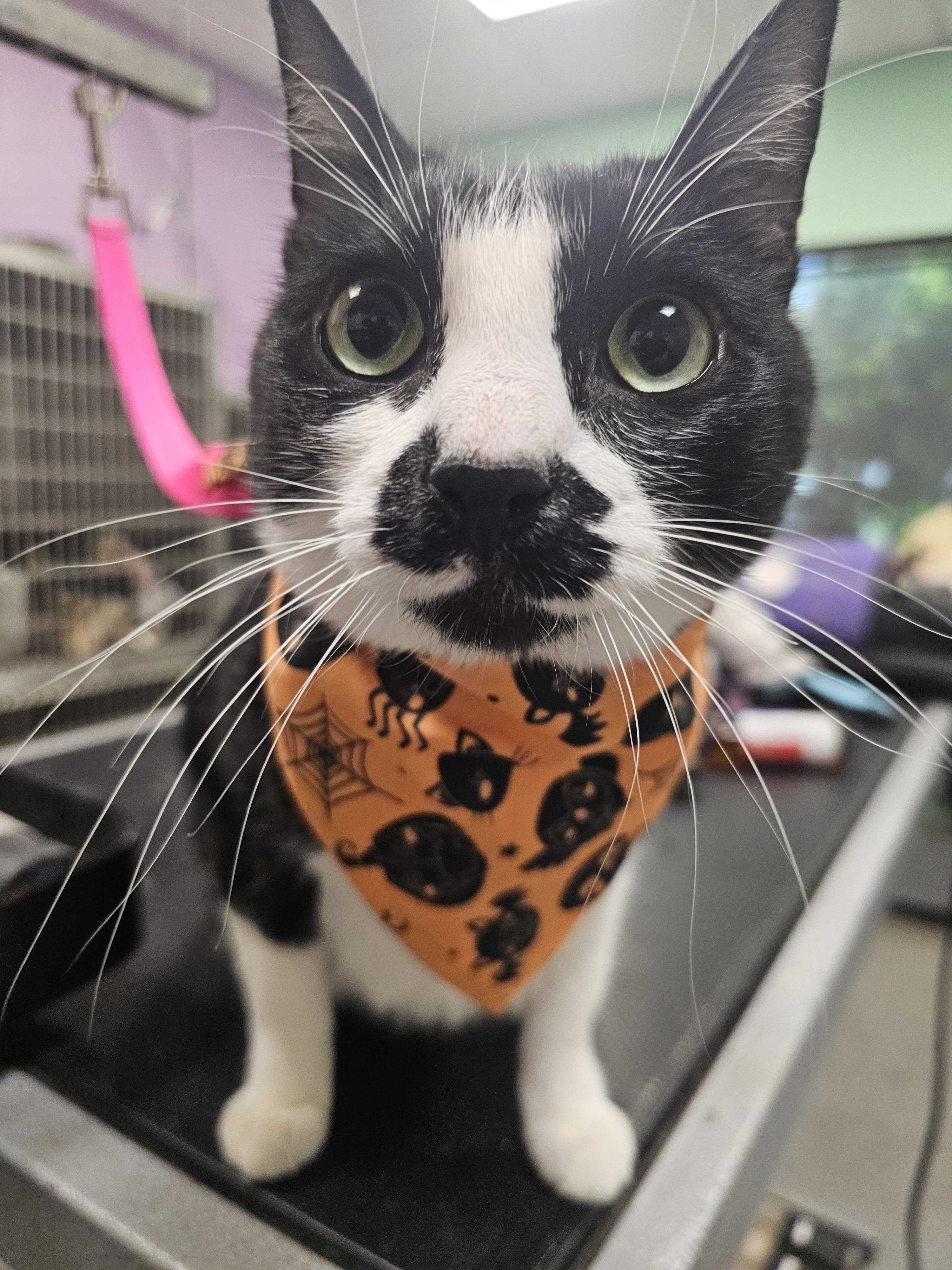 Cat Wearing Halloween Bandana