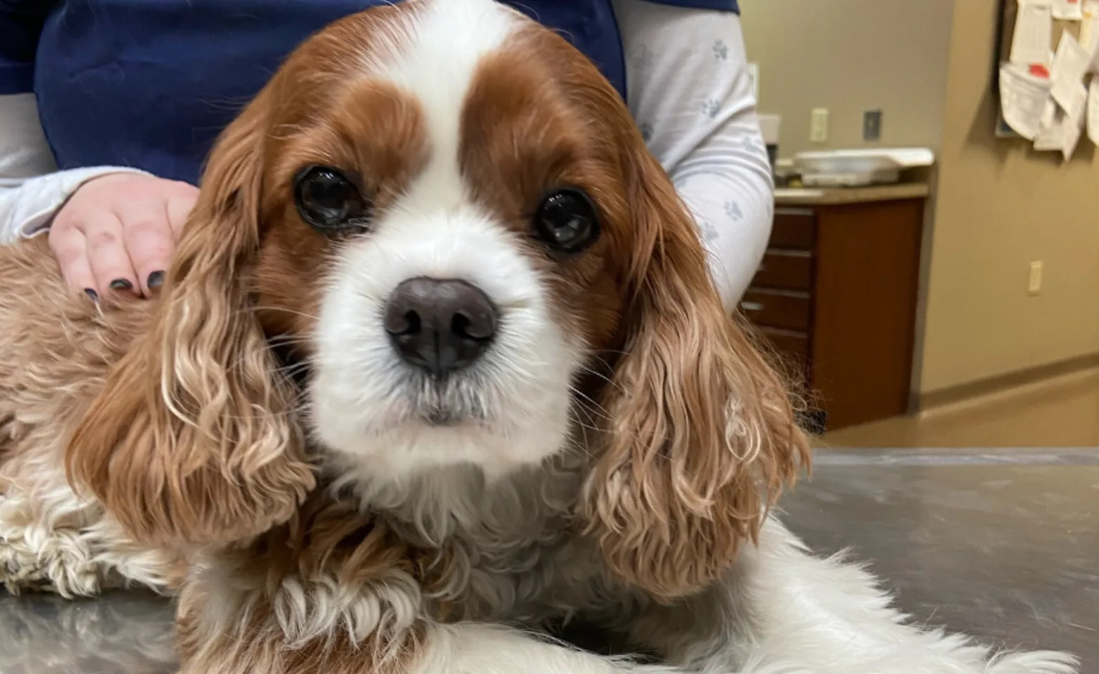 Orange and white Spaniel laying on a table