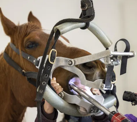 horse's mouth being examined