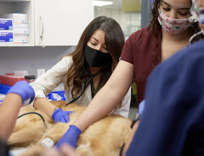 Vets tending to golden retriever Vets tending to golden retriever