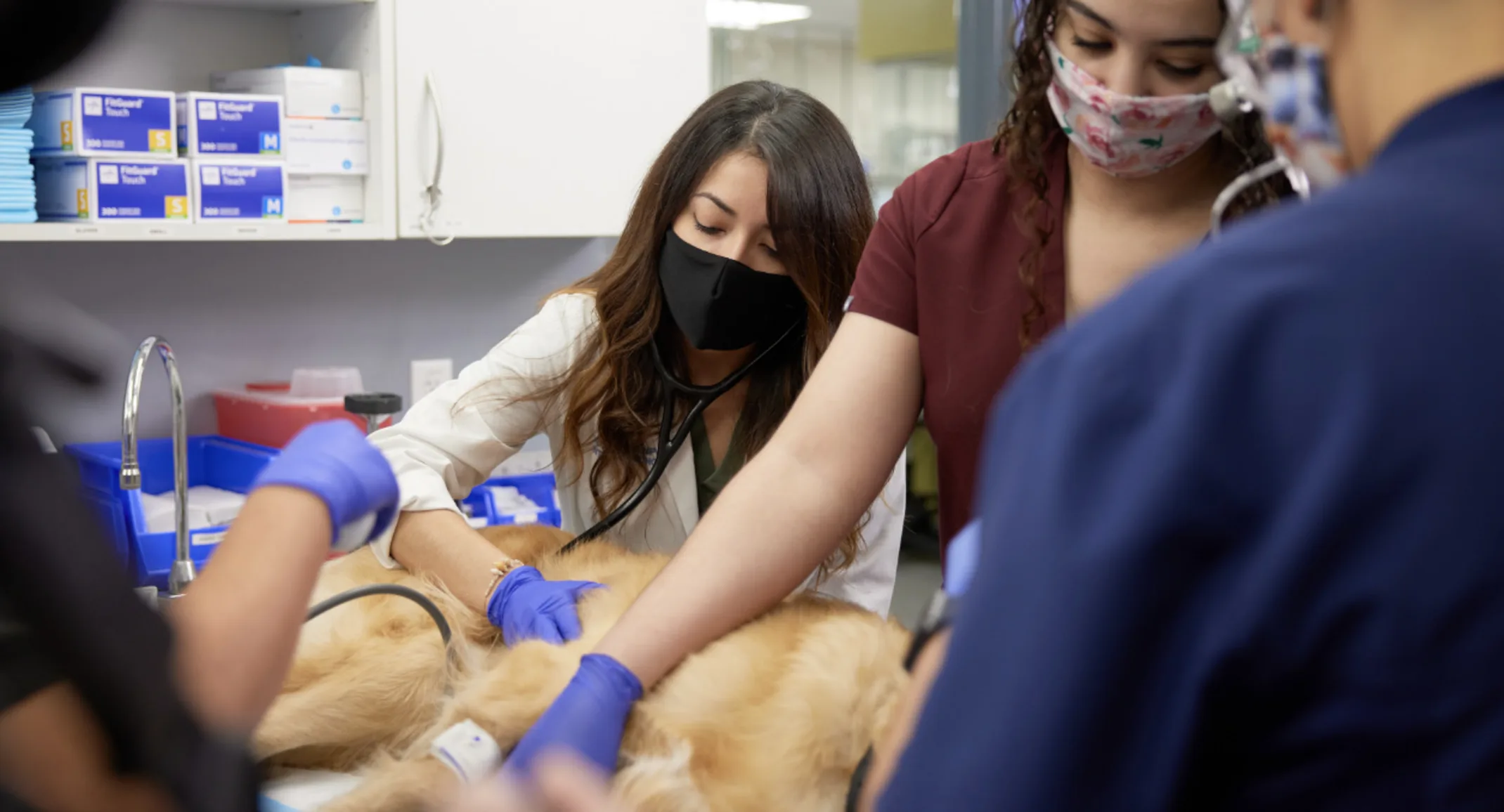 Vets tending to golden retriever Vets tending to golden retriever