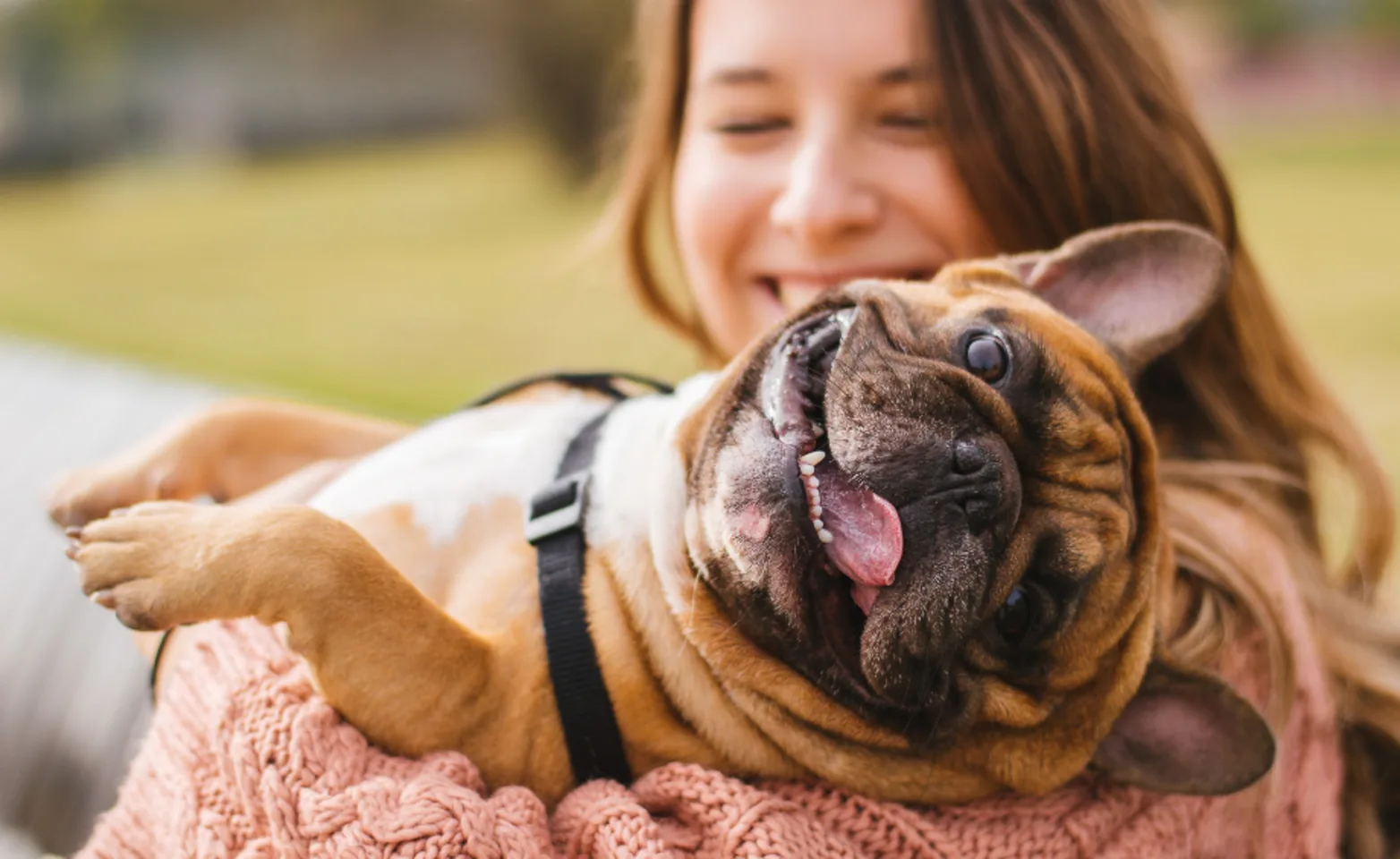 Smiling Bulldog being held by owner Smiling Bulldog being held by owner