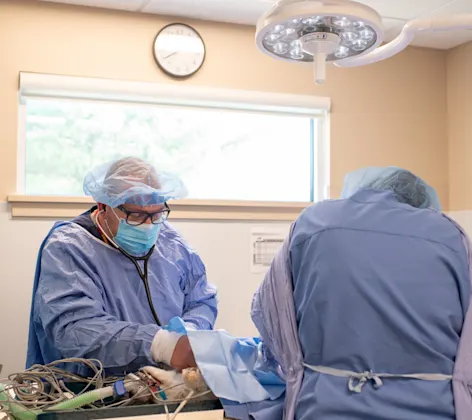 Gilbertsville Veterinary Hospital staff performing surgery Gilbertsville Veterinary Hospital staff performing surgery