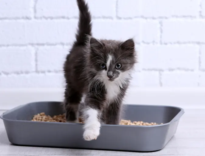 Small Black & White Kitten Standing in Litter Box Small Black & White Kitten Standing in Litter Box