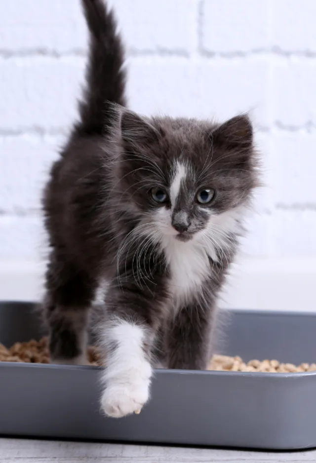 Small Black & White Kitten Standing in Litter Box Small Black & White Kitten Standing in Litter Box