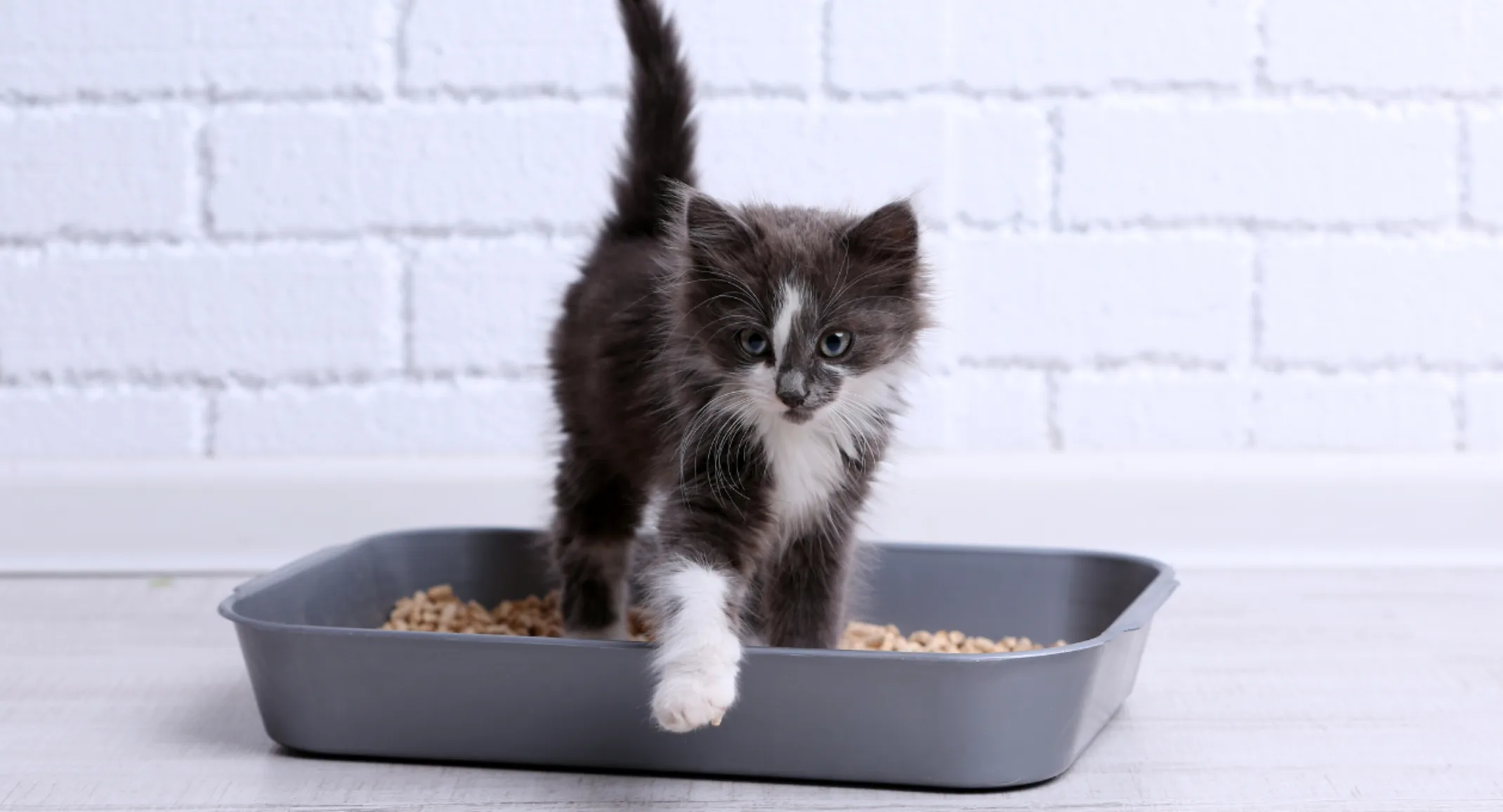Small Black & White Kitten Standing in Litter Box Small Black & White Kitten Standing in Litter Box