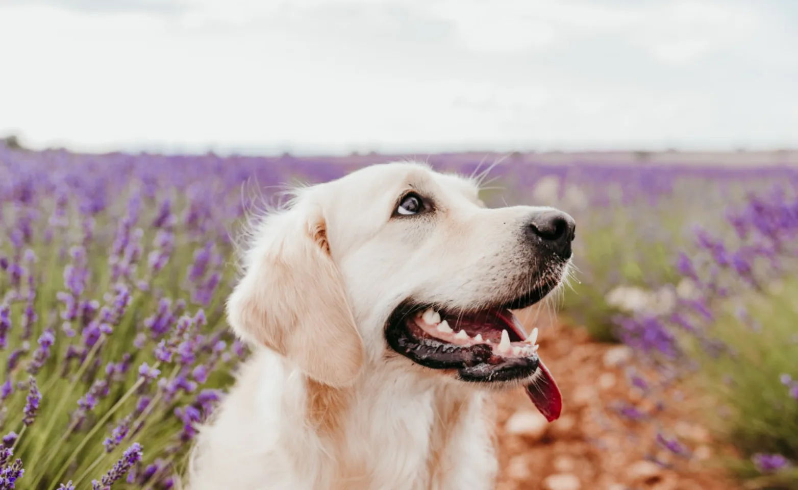 Golden Retriever in a field of lilacs.