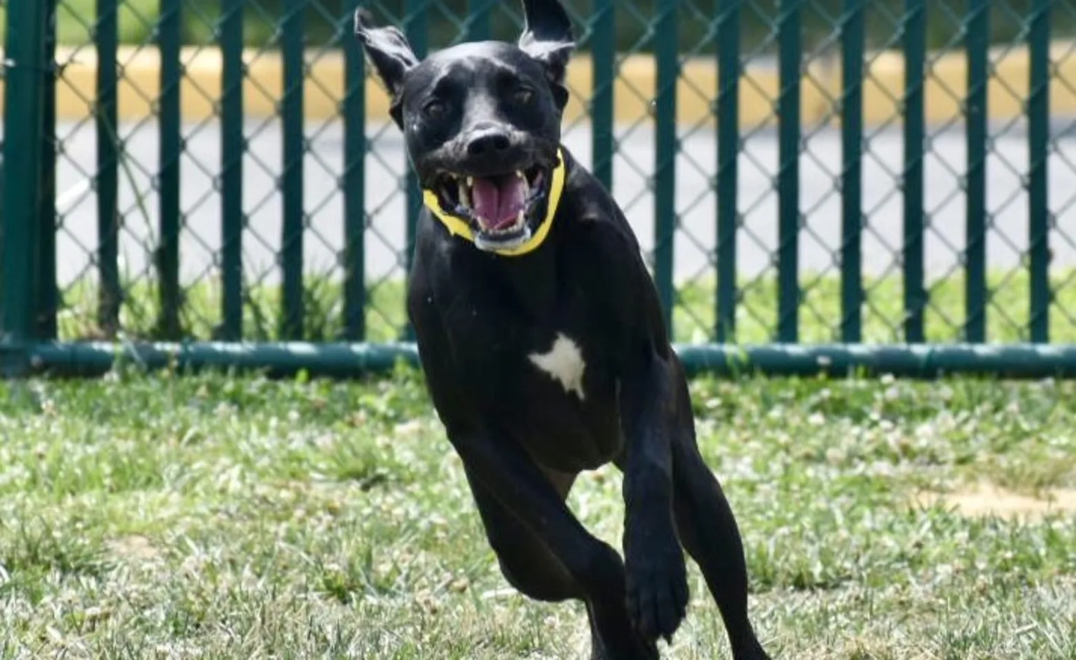 Black dog running outside Black dog running outside