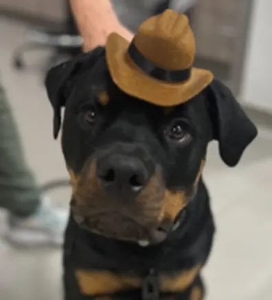 Hugo (Dog) Hugo (Dog)