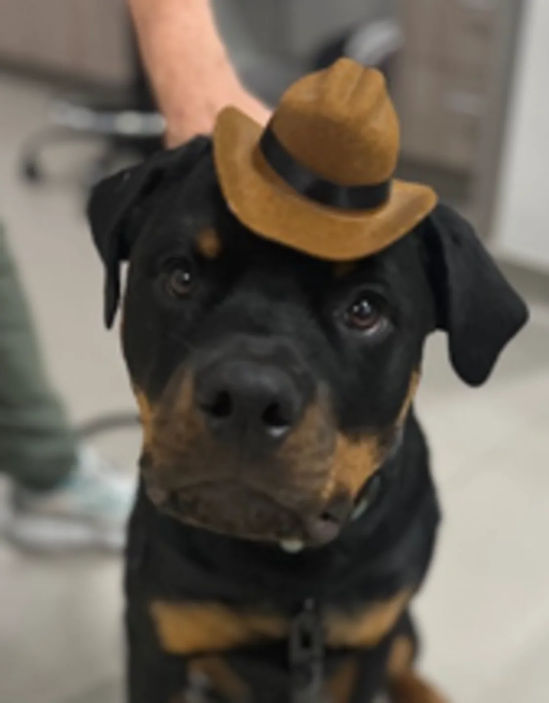 Hugo (Dog) Hugo (Dog)