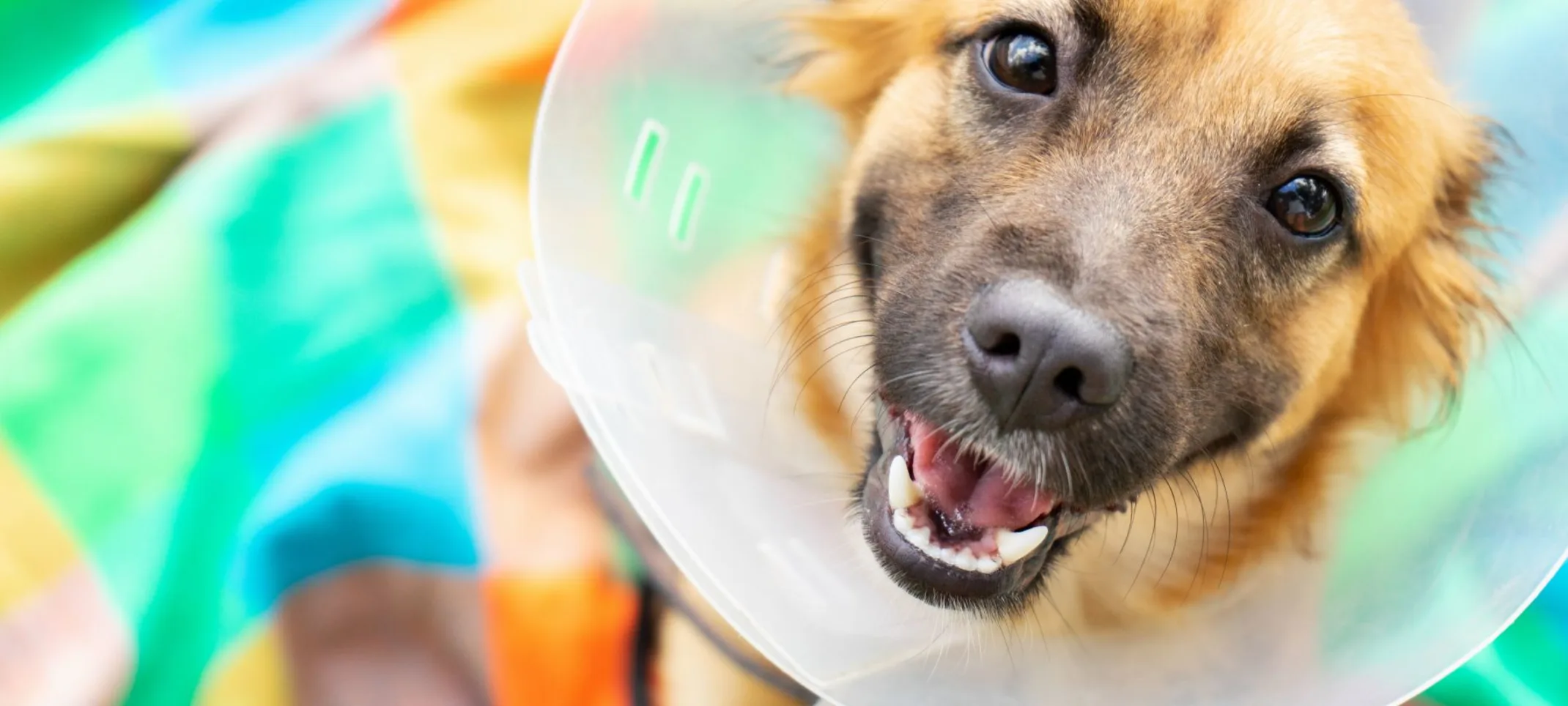 Dog smiling with a surgical cone around it's neck. Dog smiling with a surgical cone around it's neck.