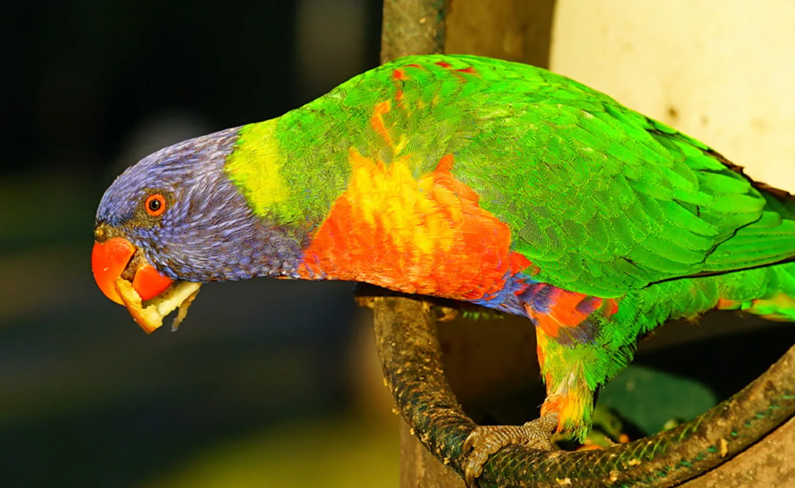 A colorful parrot standing and eating a seed