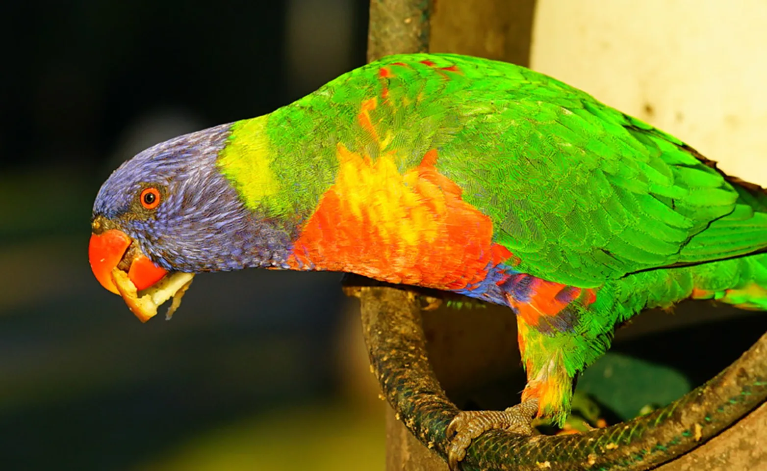 A colorful parrot standing and eating a seed