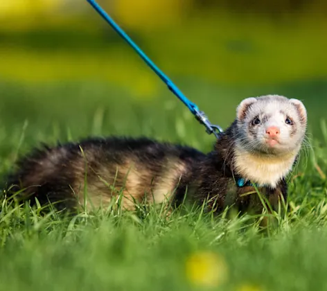 Ferret in Grass Ferret in Grass