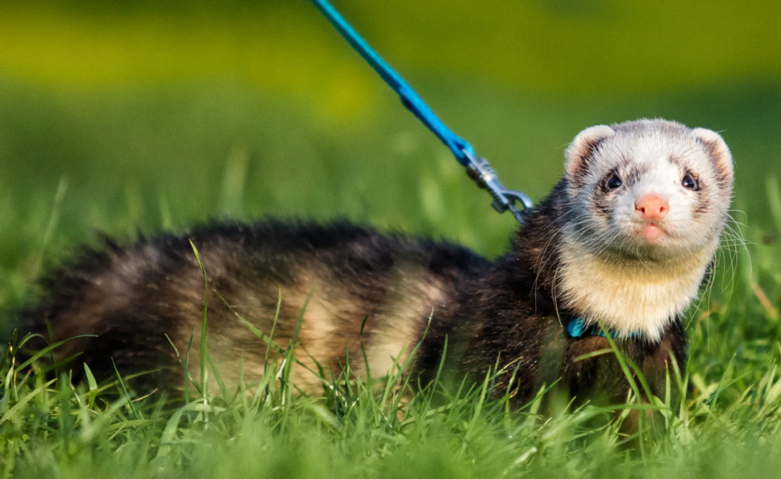 Ferret in Grass