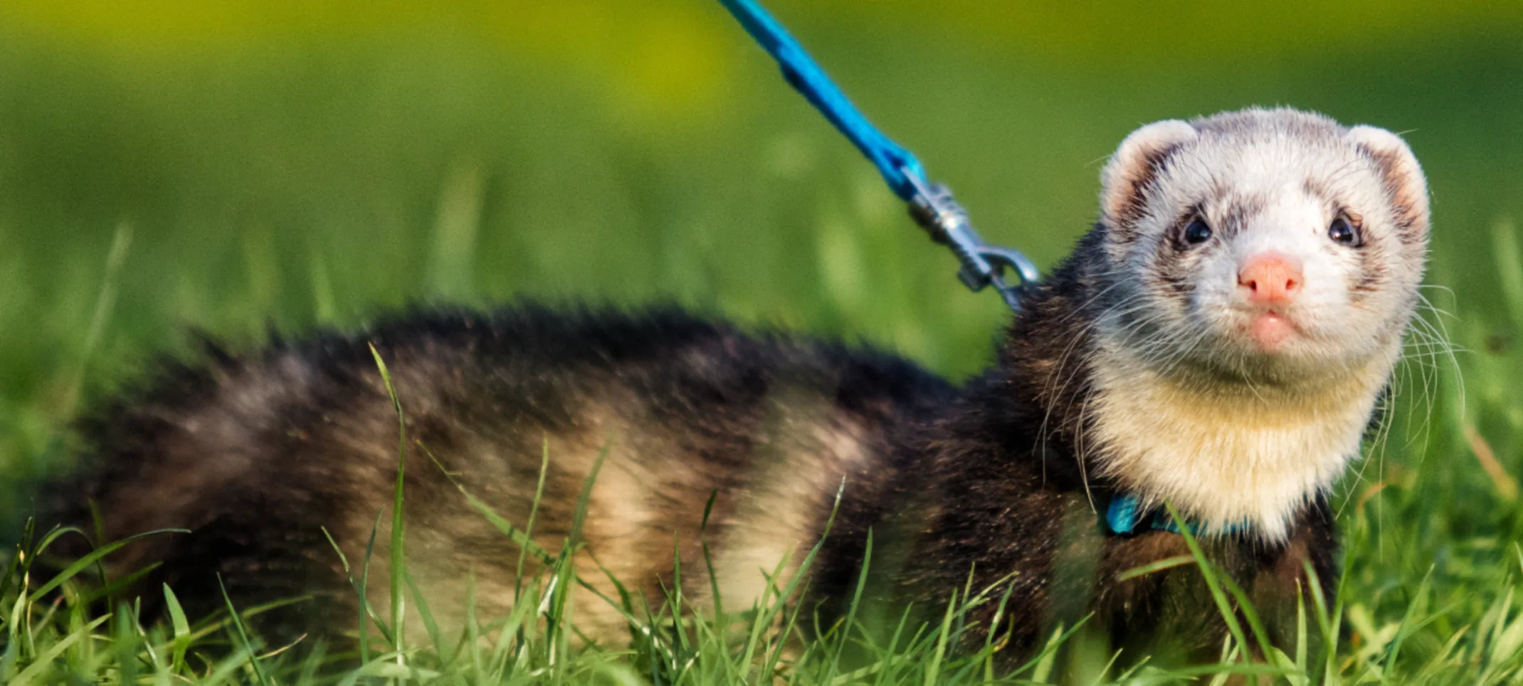 Ferret in Grass