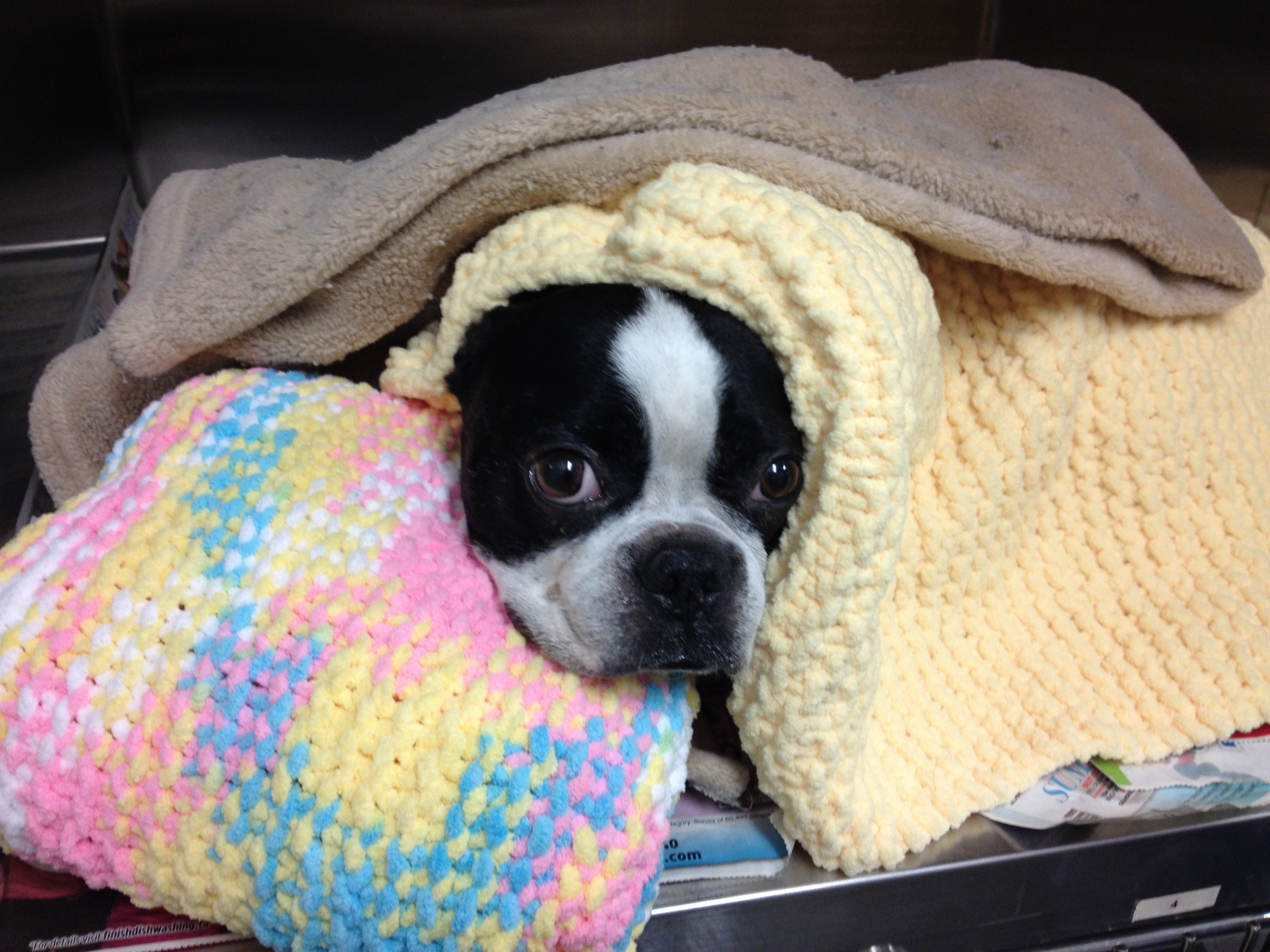 Dog in all the blankets