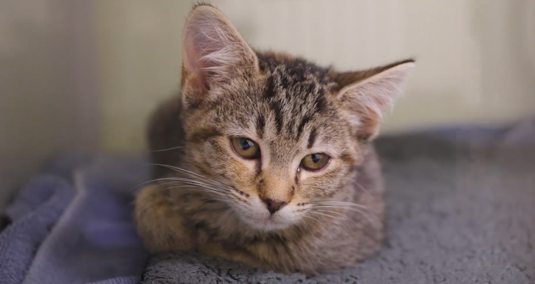 Cat sitting in kennel 
