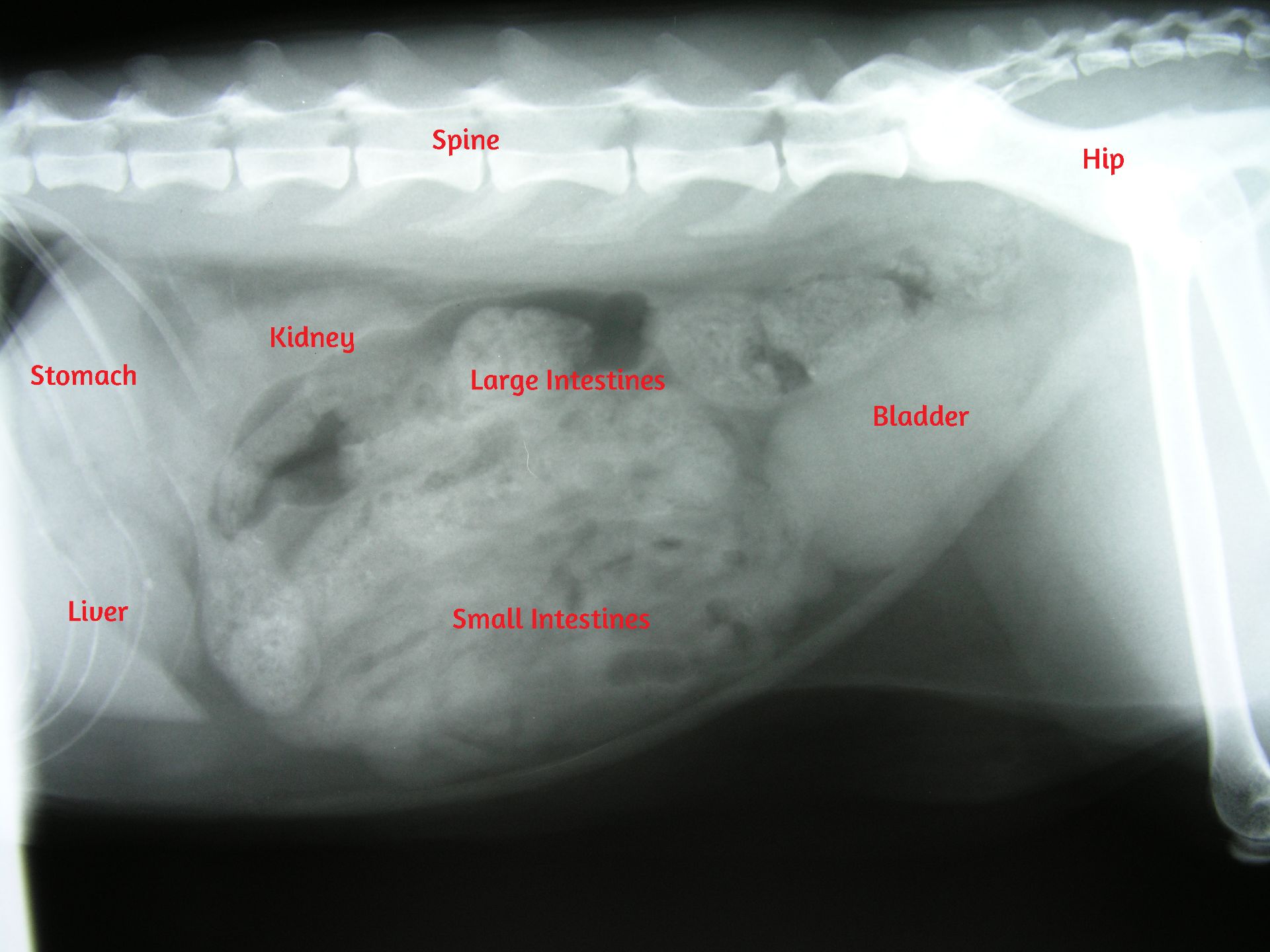 X-ray of regular dog stomach