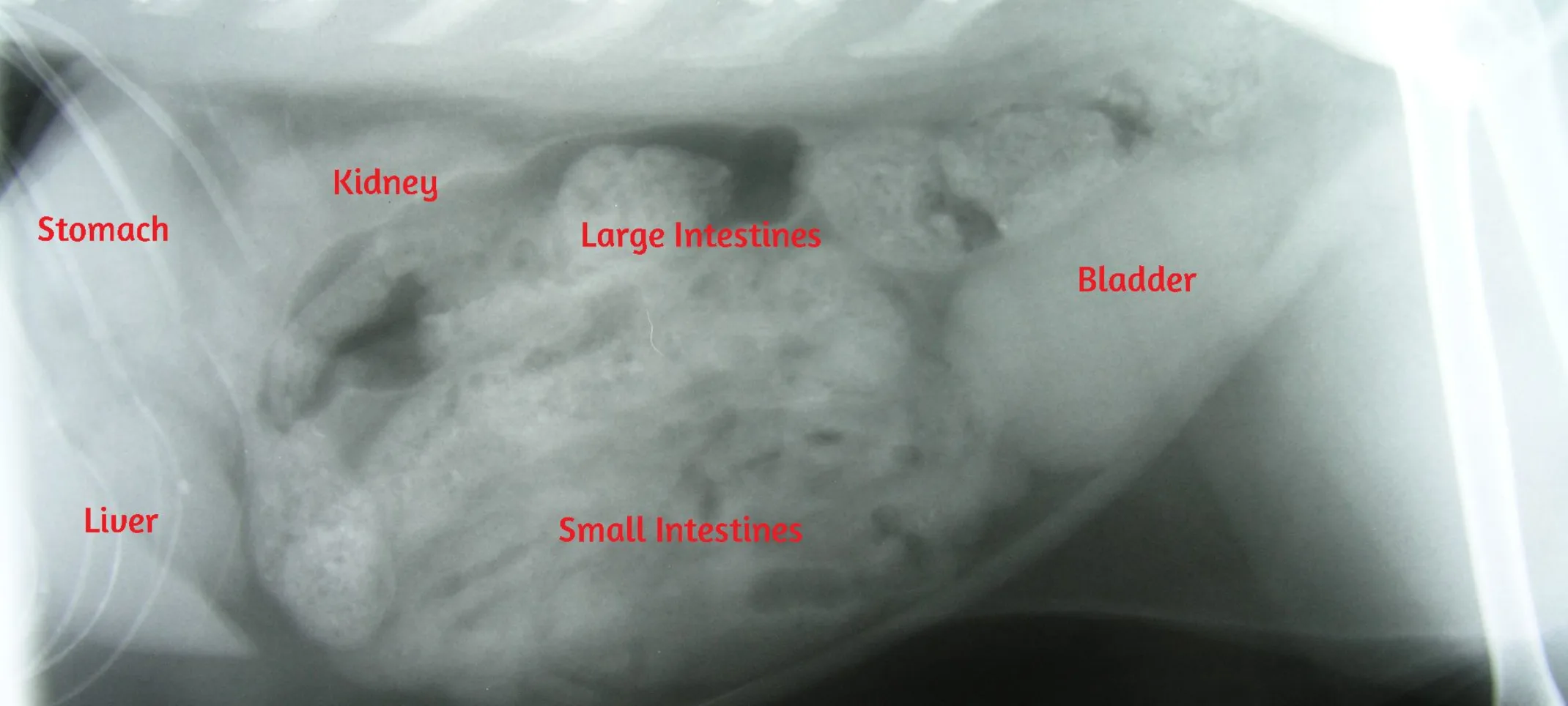 X-ray of regular dog stomach X-ray of regular dog stomach