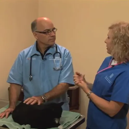 Caring for Senior Cat (Age 7 and Older) Video thumbnail